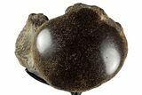 Polished Fossil Mosasaur Vertebra w/ Metal Stand - Texas #350968-2